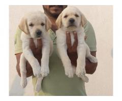 Lab puppy for sale male and female location Chennai
