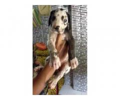 Great Dane Dog Puppy Price in Mumbai, For Sale, Buy Online