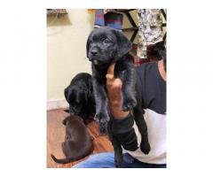 Labrador Male Female Puppy Mumbai, for Sale, Price - 1