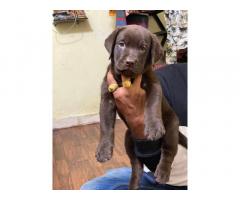 Labrador Male Female Puppy Mumbai, for Sale, Price - 3