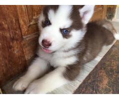 Husky male female puppy available in Mumbai for Sale