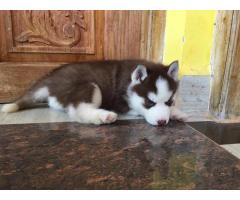 Husky male female puppy available in Mumbai for Sale