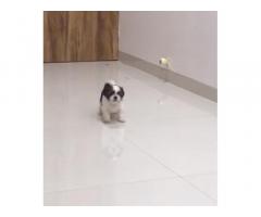 Tricolor Shihtzu Puppy for Sale in Mumbai, Buy Online, Price - 1
