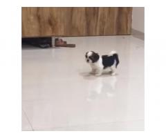 Tricolor Shihtzu Puppy for Sale in Mumbai, Buy Online, Price - 2