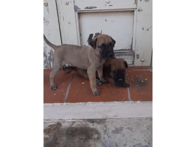 Kombai Puppy Price in Rajapalayam, For Sale, Buy Online - 1/1