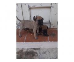 Kombai Puppy Price in Rajapalayam, For Sale, Buy Online