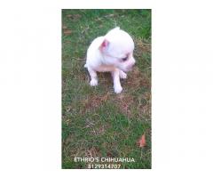 Chihuahua Puppy Price in Kerala , for Sale, Buy Online