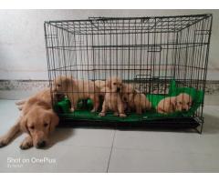 Golden Retriever Puppies Price in Pune, For Sale, Buy Online - 1