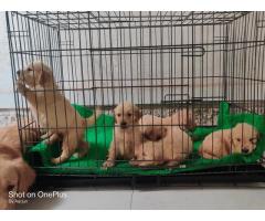 Golden Retriever Puppies Price in Pune, For Sale, Buy Online - 2