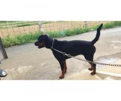 Rottweiler Female Price in Erode, For Sale, Buy Online - 1