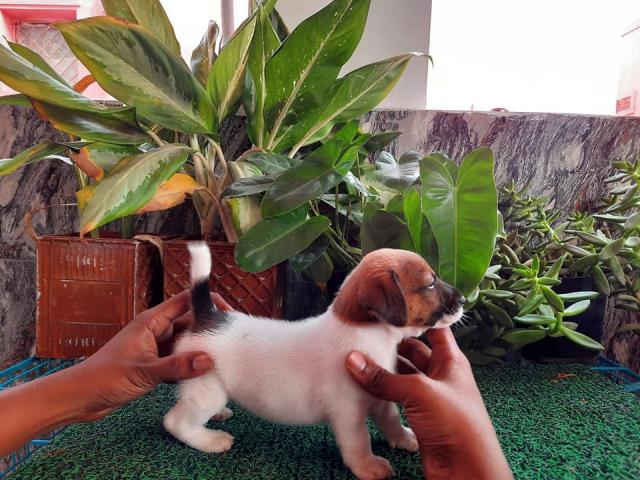 Jack Russell Terrier Puppy for Sale, Buy Online, Price - 1/2