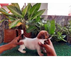 Jack Russell Terrier Puppy for Sale, Buy Online, Price
