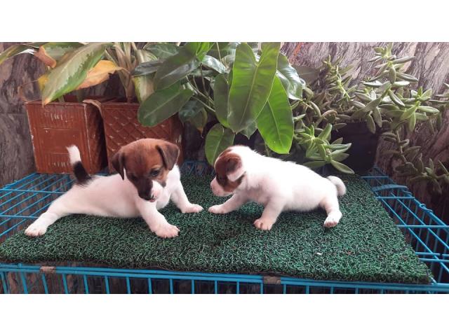 Jack Russell Terrier Puppy for Sale, Buy Online, Price - 2/2