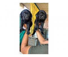 Labrador Puppies for Sale, buy Online, Price