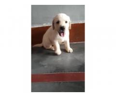 Labra Male Puppy Price in Bhikhiwind, for Sale, Buy Online