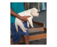 Labra Male Puppy Price in Bhikhiwind, for Sale, Buy Online