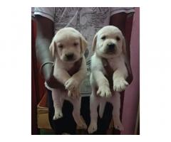 Labrador Puppy Price in Coimbatore, for Sale, Buy Online - 1
