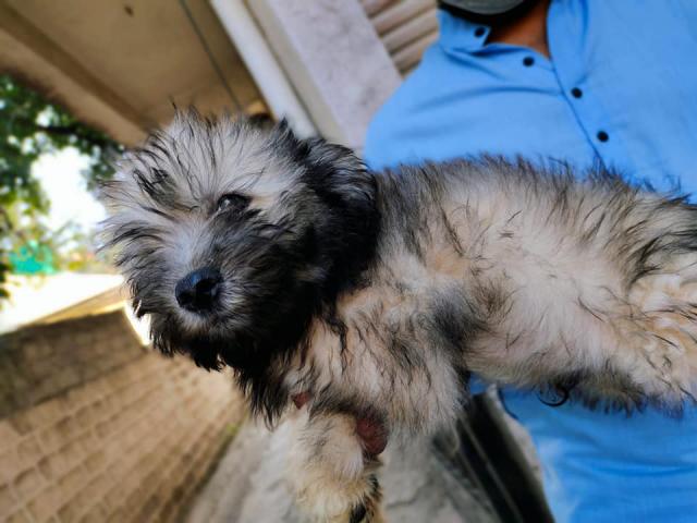 Lhasa Apso Puppy Available for Sale Maharashtra - 2/2