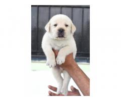 Lab Puppy Price in Navi Mumbai, for Sale, Buy Onlnie - 1