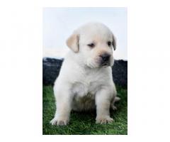 Lab Puppy Price in Navi Mumbai, for Sale, Buy Onlnie - 2