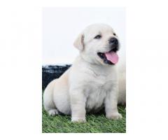 Lab Puppy Price in Navi Mumbai, for Sale, Buy Onlnie