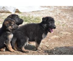 German Shepherd Pups Available for Sale in Indore