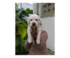 Heavy Bone Lab puppies available for sale in Madurai