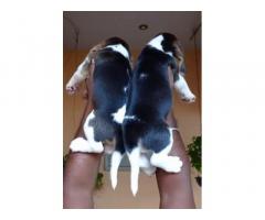 Beagle Dog Puppy for Sale in Salem, Price, Buy Online