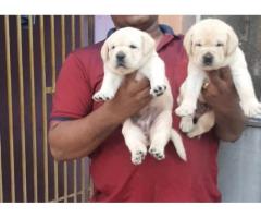 Heavy size lab male puppy fawn color with kci for Sale