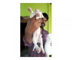 Rajapalayam Puppy for Sale in Chennai, Price, Buy Online