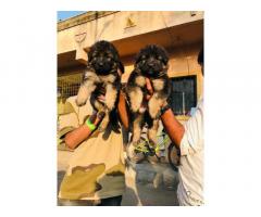 German shepherd Male female puppies available