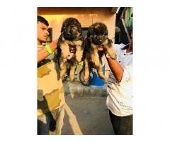 German shepherd Male female puppies available
