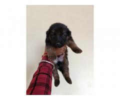GSD Puppy Available for sale