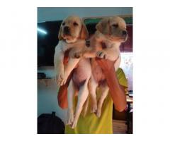 Labrador female puppies available in Pune - 1
