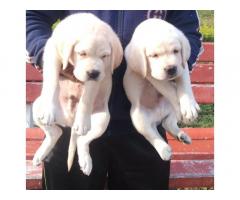 Super heavy Show quality Lab male Puppy Available with kci