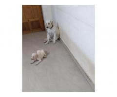 Home littered beautiful Labrador puppies Available - 2