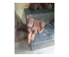 Doberman Puppy available in Trivandrum