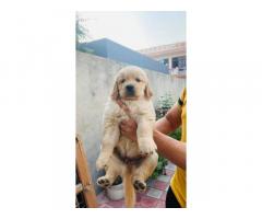 Golden retriever puppy available for Sale in Gurgaon