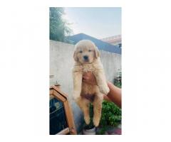 Golden retriever puppy available for Sale in Gurgaon