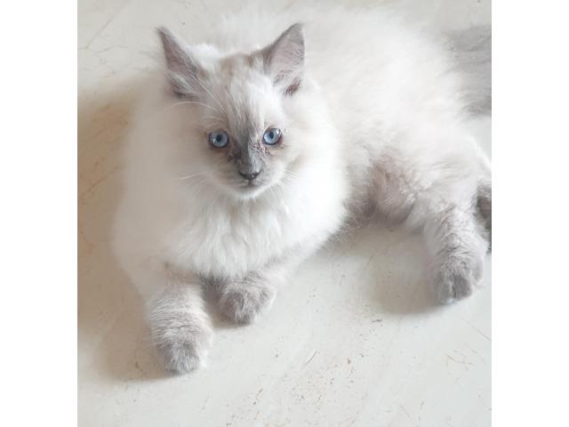 Persian light blue eyed kitten - 1/1