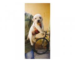 Labrador Puppy Available for Sale in Thane