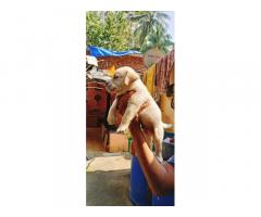 Labrador Puppy Available for Sale in Thane