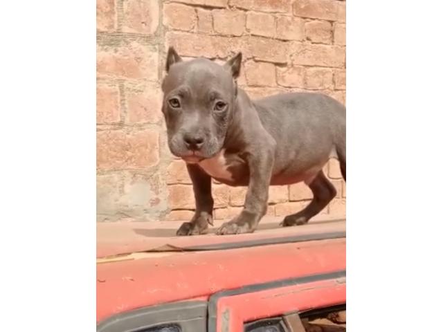 American bully male top quality Available for Sale - 2/2