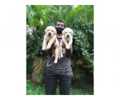 Labrador female puppies for sale available in Pune