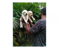 Labrador female puppies for sale available in Pune