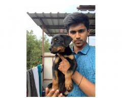 Rottweiler Puppy available for sale in Pune - 1