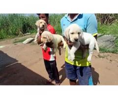 Labrador Puppies Available for Sale - 1