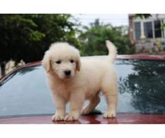 Golden Retriever puppies available for Sale - 1