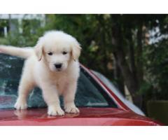 Golden Retriever puppies available for Sale - 2