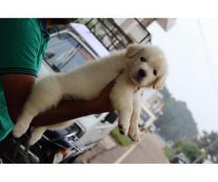 Golden Retriever puppies available for Sale - 3